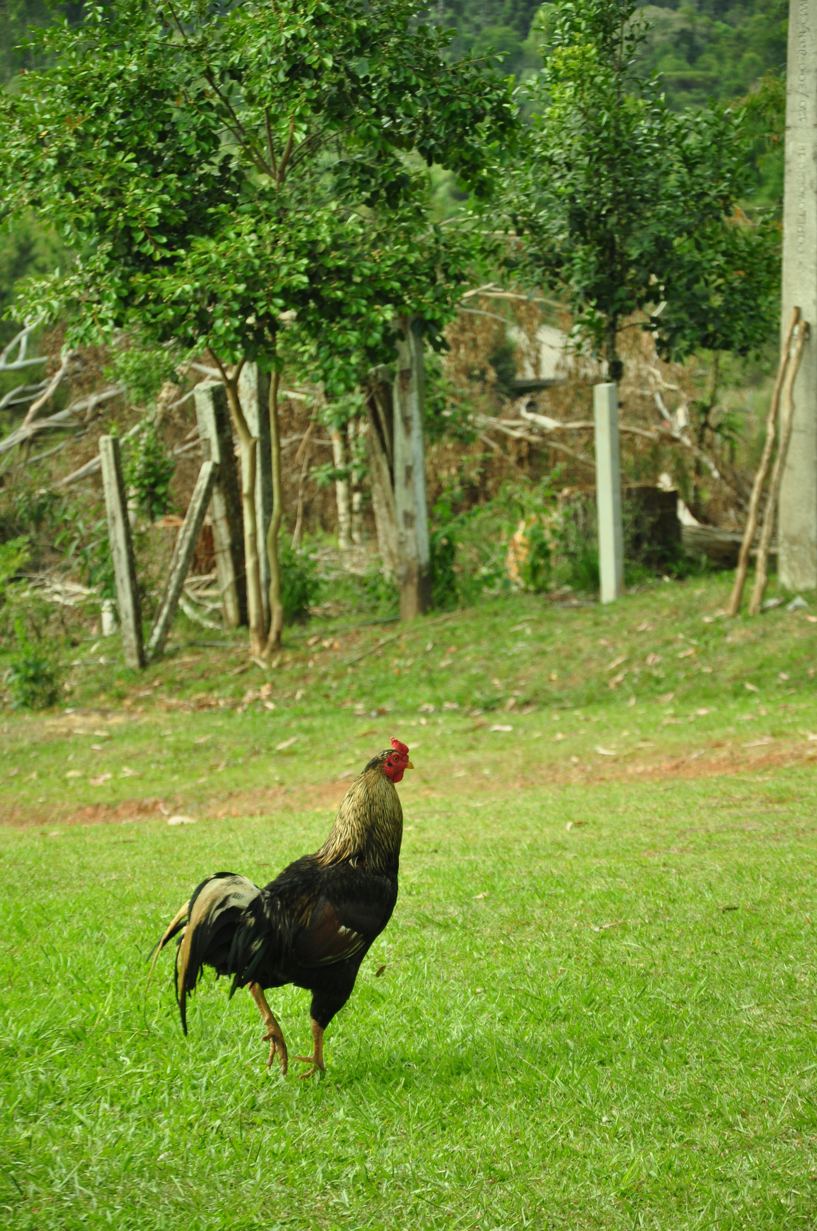 Galo de plumagem escura caminha pelo gramado, diante de uma cerca e de árvores.
